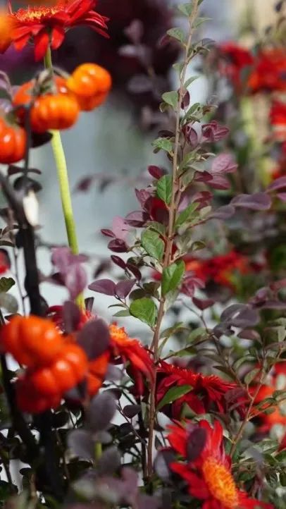 博思花艺婚庆教育，婚庆培训，花艺培训，插花培训，花艺师培训，主持人培训，商务主持人培训，花店运营培训，花店全系统营销，小白开花店，小白学主持，金玺棠婚庆酒店，金玺棠总部，郑州金麻雀教育科技有限公司