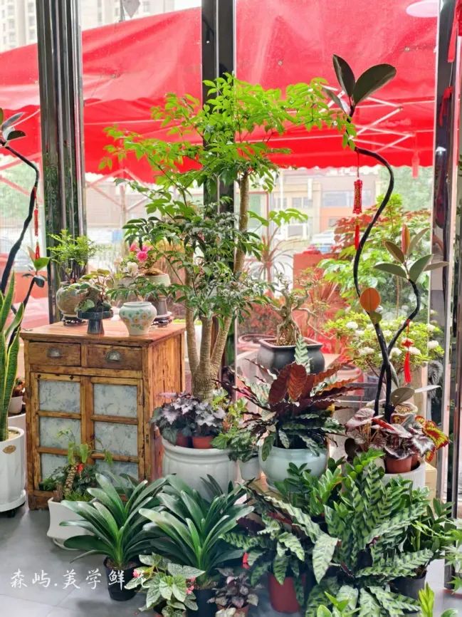 博思花艺婚庆教育，婚庆培训，花艺培训，插花培训，花艺师培训，主持人培训，商务主持人培训，花店运营培训，花店全系统营销，小白开花店，小白学主持，金玺棠婚庆酒店，金玺棠总部，郑州金麻雀教育科技有限公司