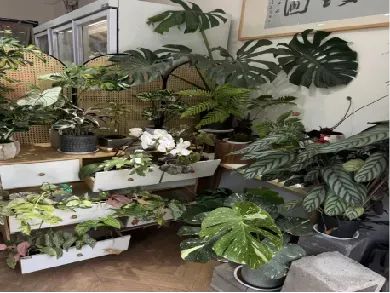 博思花艺婚庆教育，婚庆培训，花艺培训，插花培训，花艺师培训，主持人培训，商务主持人培训，花店运营培训，花店全系统营销，小白开花店，小白学主持，金玺棠婚庆酒店，金玺棠总部，郑州金麻雀教育科技有限公司